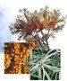 Sanddornpflanzen Hippophae rhamnoides 8x Leikora (weiblich) und 1x Pollmix (mÃ€nnlich)